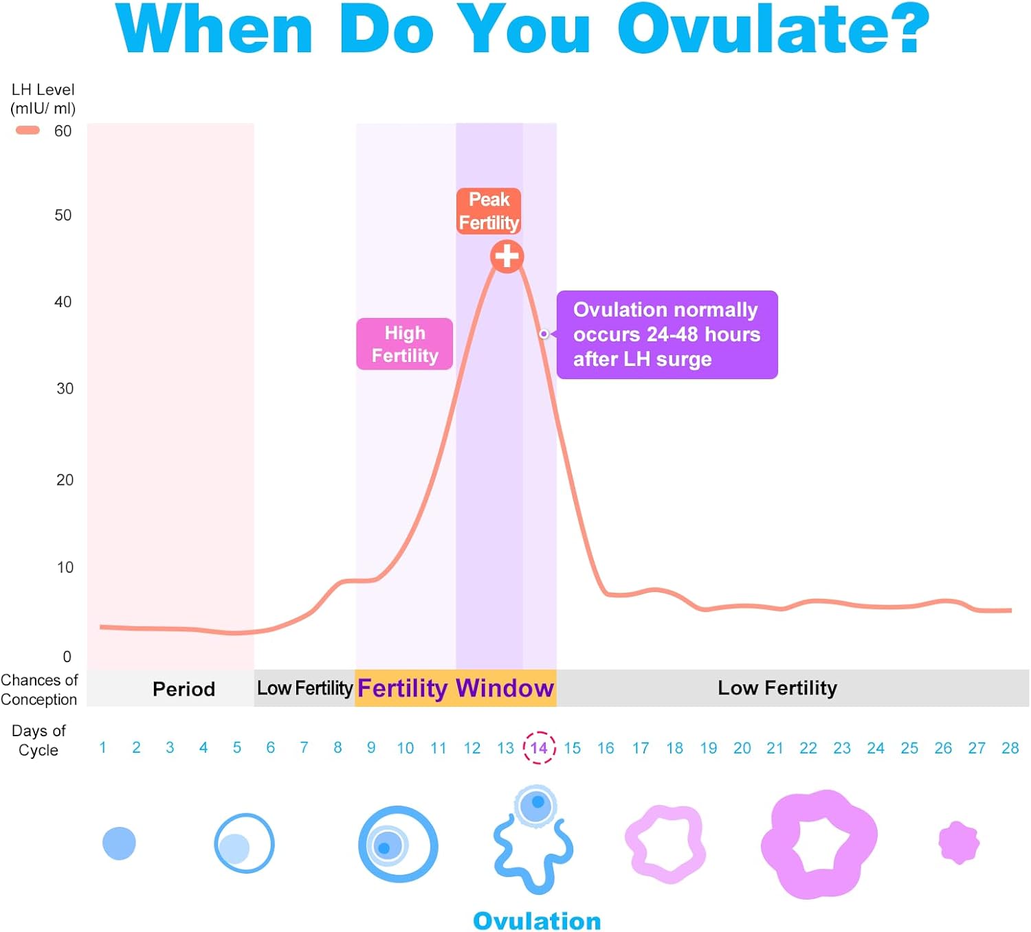 Home Ovulation & Pregnancy Test Strips