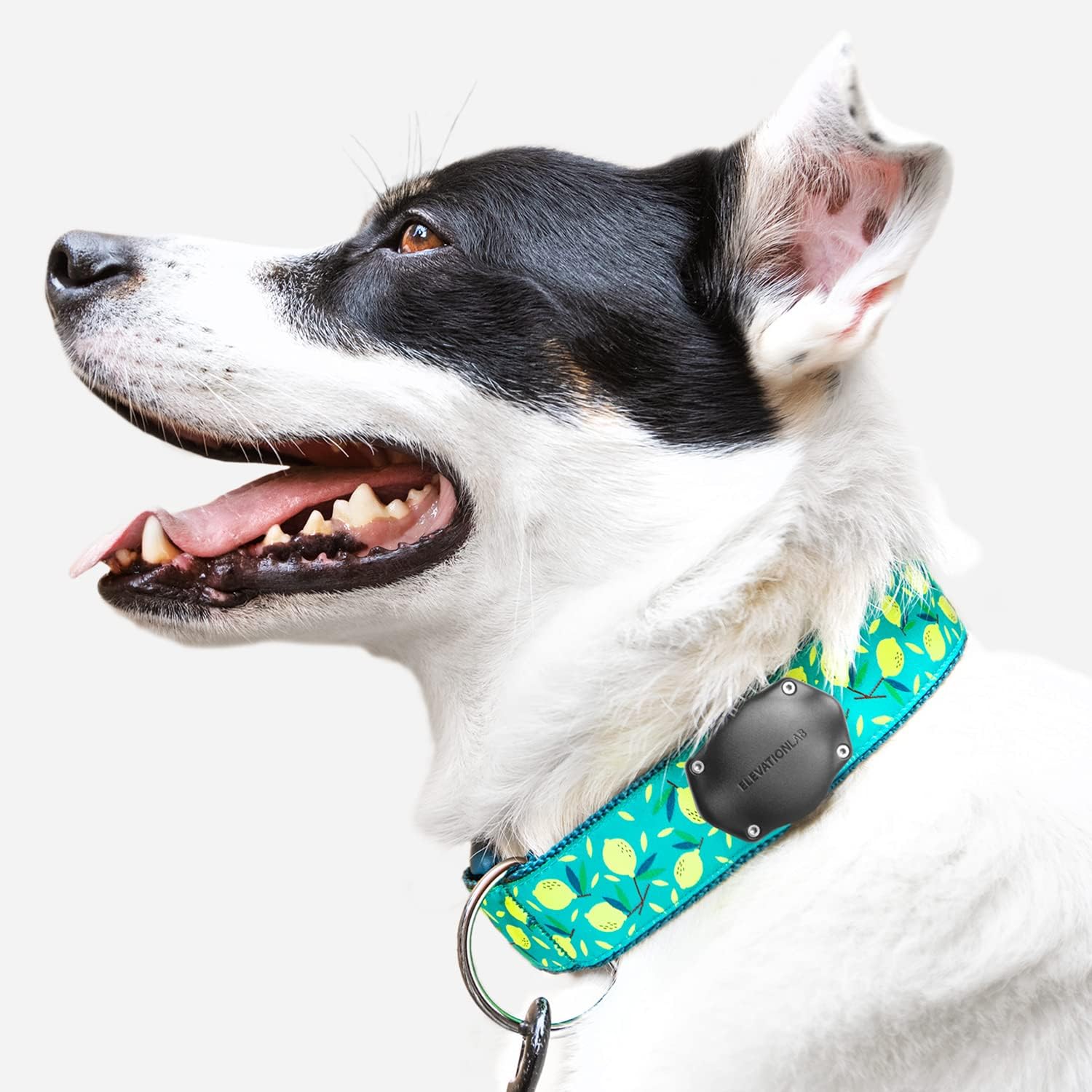 Elevation Lab TagVault AirTag Dog Collar Mount