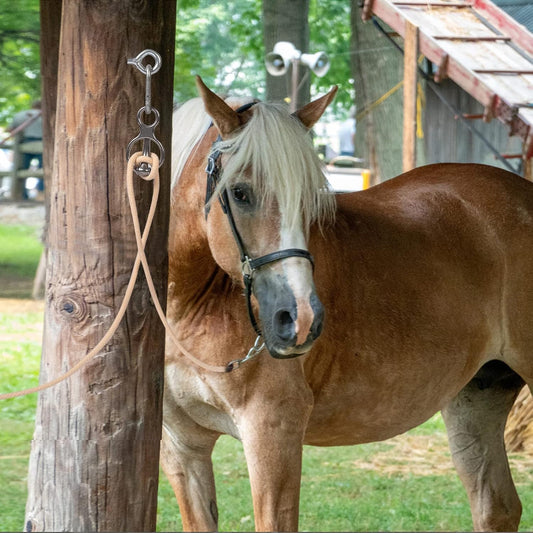 Blocker tie Ring for Horses tack and Supplies Accessories